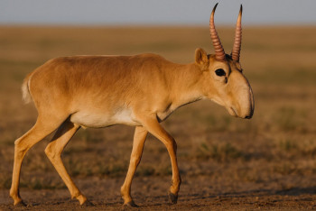 Фотография к новости: Киіктерге қауіп пе, қажеттілік пе: экожүйе тепе-теңдігі үшін 750 мың бас ауланады