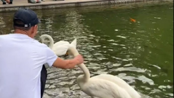 Фотография к новости: Алматыдағы Ботаникалық бақта ер адам айдындағы аққуға қорлық көрсеткен