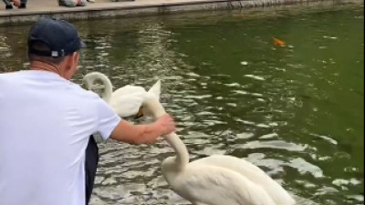 Алматыдағы Ботаникалық бақта ер адам айдындағы аққуға қорлық көрсеткен