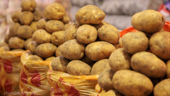 Фотография к новости: Картоп қайдан шыққаннын білесіз бе?