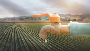 Фотография к новости: Шаруалар су тапшылығына қарамай, 13 мың гектарға күріш еккен