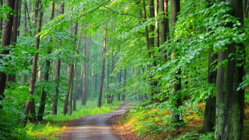 Фотография к новости: Орманда саңырауқұлақ теремін деп адасқан қарияны ұялы байланыс сигналы құтқарып қалды