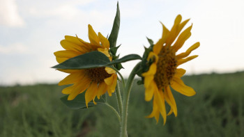 Фотография к новости: Күнбағыс егістігі рекорд жаңартты: Қазақстанда ең табысты дақылдың алқабы күрт артты