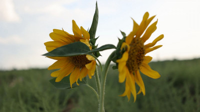 Күнбағыс егістігі рекорд жаңартты: Қазақстанда ең табысты дақылдың алқабы күрт артты