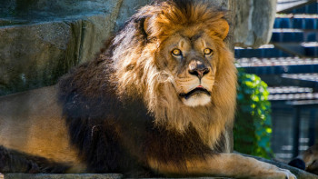 Фотография к новости: Хайуанаттар бағынан қашып шыққан арыстан күзетшіге шабуыл жасады