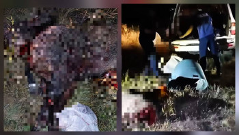 Фотография к новости: Батыс Қазақстанда екі қабанды атып алған ер адам қолға түсті
