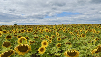 Фотография к новости: Алтын дән мен сары күнбағыс: Биылғы егіннен не күтеміз?