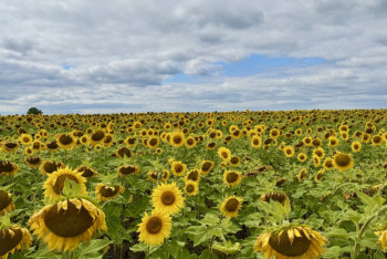 Фотография к новости: Алтын дән мен сары күнбағыс: Биылғы егіннен не күтеміз?