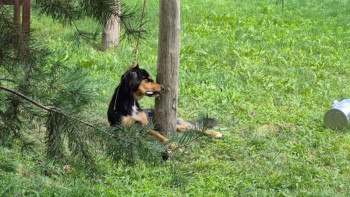 Фотография к новости: "Ескермей қалдық": Алматыдағы демалыс базасы иттің өліміне айыпталды