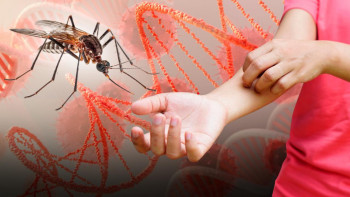 Фотография к новости: Қалтырау, қызу көтерілу, бөртпе: Чикунгуньяның Қазақстанға таралу қаупі бар ма?