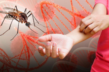 Фотография к новости: Қалтырау, қызу көтерілу, бөртпе: Чикунгуньяның Қазақстанға таралу қаупі бар ма?