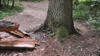 Фотография к новости: Алматыда үстіне ағаш құлаған 27 жастағы әйел қаза тапты