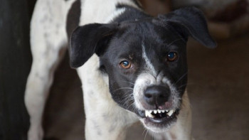 Фотография к новости: Алматыда қабаған ит адамға шабуыл жасады