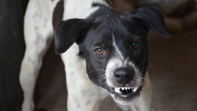 Алматыда қабаған ит адамға шабуыл жасады