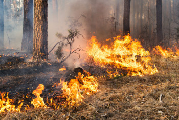 Фотография к новости: Еуропада орман өрті өршіп тұр: бірнеше ел халықаралық көмекке жүгінді
