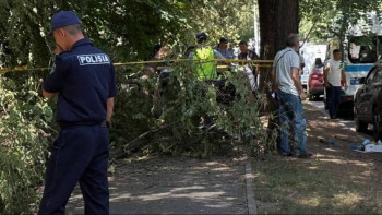Фотография к новости: Алматыда бойжеткеннің өлімінен кейін ағаштардың бұтақтары кесіліп жатыр