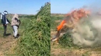 Фотография к новости: Жамбыл облысында үш мың тоннадан астам жабайы қарасора жойылды