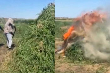 Фотография к новости: Жамбыл облысында үш мың тоннадан астам жабайы қарасора жойылды