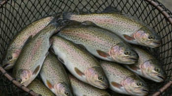 Фотография к новости: Маңғыстау Каспий теңізінде форель өсіруді қолға алмақшы