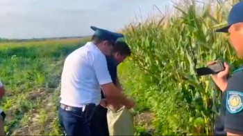 Фотография к новости: Жүгері, есірткі: Алматы облысында заңсыз кәсіппен айналысқандар ұсталды