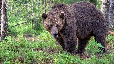 ШҚО әкімдігіне “қонаққа” барған аю іздестірілуде