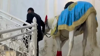 Фотография к новости: Шымкенттегі тойда баспалдақпен көтерілген ат қонақтарды таңғалдырды