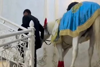 Фотография к новости: Шымкенттегі тойда баспалдақпен көтерілген ат қонақтарды таңғалдырды