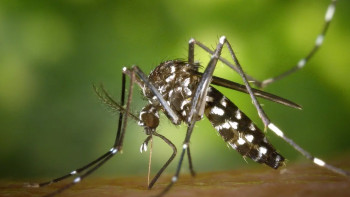 Фотография к новости: Еуропада чикунгунья індеті күтілуде