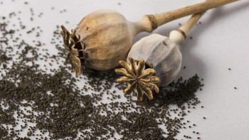 Фотография к новости: Ұлытау облысында көкнәр тұқымын сатқан 5 адамға сот үкімі шықты