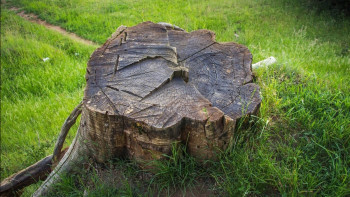 Фотография к новости: Жоқ ағаштарды кесуге 150 млн теңге бөлу: Семейде заңсыздықтың жолы кесілді