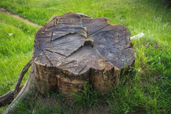 Фотография к новости: Жоқ ағаштарды кесуге 150 млн теңге бөлу: Семейде заңсыздықтың жолы кесілді