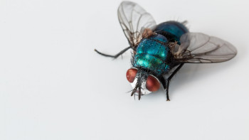 Фотография к новости: Қауіпті паразит: Етке қонған шыбыннан дерт тарады