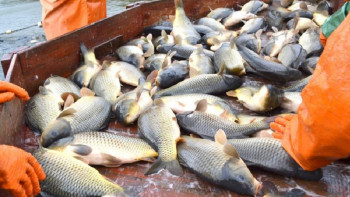 Фотография к новости: Жетісу облысында Еуропаға ірі көлемде балық экспорттағандардың ісі тергеліп жатыр