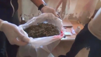 Фотография к новости: Ақтөбе облысында есірткі өсімдіктерін өсіргендер ұсталды