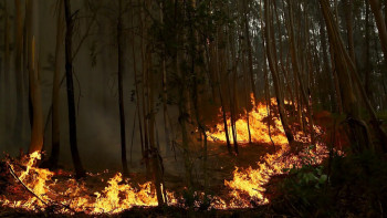 Фотография к новости: Португалияда 14 жастағы жасөспірім орман өртеген