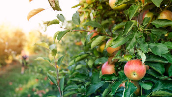 Фотография к новости: Алматы облысында көкөніс пен жемістерді терең өңдейтін зауыттың құрылысы басталды
