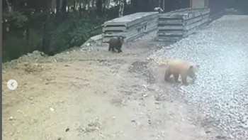 Фотография к новости: Тұрғындар алаңдаулы: Риддерде аюлар қала көшелерін кезіп жүр