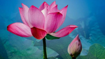 Фотография к новости: Атырауда Қазақстандағы алғашқы Lotus Fest фестивалі өтті