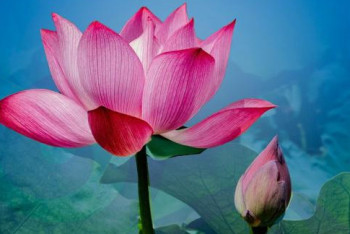Фотография к новости: Атырауда Қазақстандағы алғашқы Lotus Fest фестивалі өтті