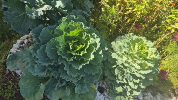 Фотография к новости: "Таза Қазақстан": Балабақшада бүлдіршіндерді еңбекке баулуға арналған жоба қолға алынды