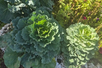 Фотография к новости: "Таза Қазақстан": Балабақшада бүлдіршіндерді еңбекке баулуға арналған жоба қолға алынды