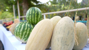 Фотография к новости: Түркістан облысында суару маусымы аяқталды