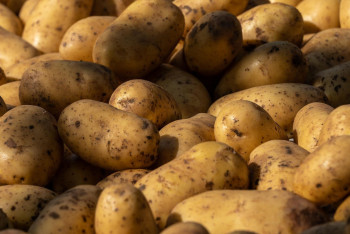 Фотография к новости: Алдағы көктемде картоп бағасы 185 теңгеден аспайды