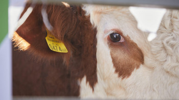 Фотография к новости: Қазақстанда сиыр еті тапшы ма?