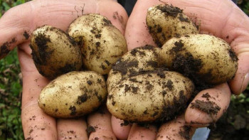 Фотография к новости: Қазақстанда 900 мың тоннадан астам картоп жиналды