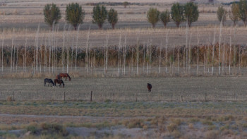 Фотография к новости: Жайылым мәселесі шешіледі: Тоқаев жер беру тәсілін өзгертуді тапсырды