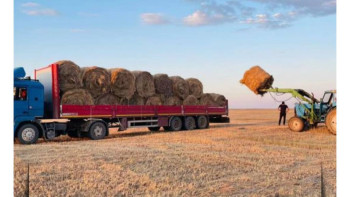 Фотография к новости: Қазақстанда 28,9 млн тонна мал азығы дайындалды