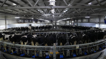 Фотография к новости: Қазақстанда асыл тұқымды мал шаруашылығын дамыту қолға алынды