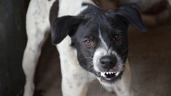 Фотография к новости: Таиландта иттерден құтыру індеті тарап жатыр