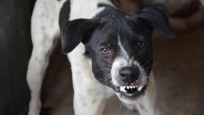 Таиландта иттерден құтыру індеті тарап жатыр